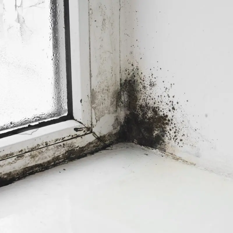 mod in house | mold and allergen control service | R&R Foundation in Columbus Ohio
